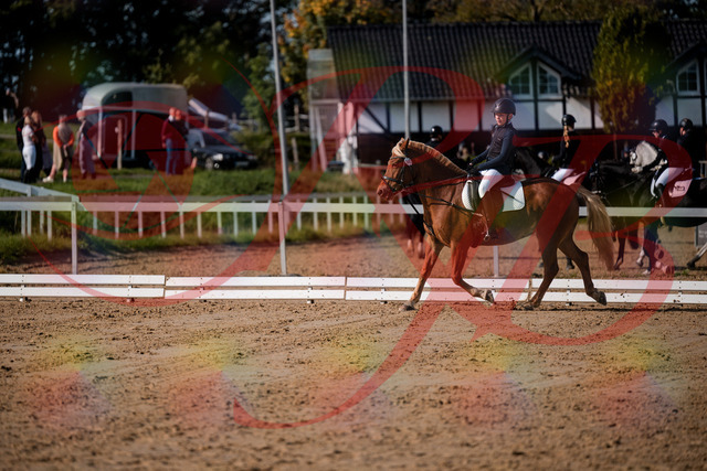 2026_10_03_Siefer-Hof_120144_Z63_34335689 | Professionelle Reitsport-, Turnier- und Eventfotografie von Robert Broda. Galerien mit ausgewählten und bearbeiteten Bildern direkt online ansehen und bestellen.
