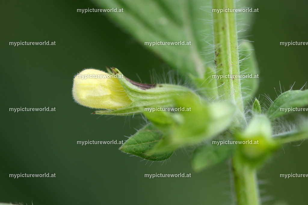 Zitronenmelisse-002 | Das Bilderarchiv über Tiere, Planzen und Landschaften. In der Bilddatenbank finden Sie ein große Auswahl an hochwertigen Bilder für Ihre Werbung - Realisiert mit Pictrs.com