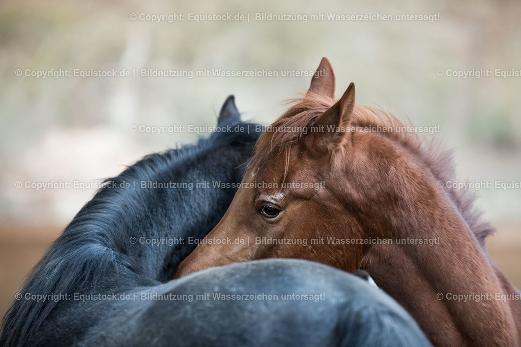 20160228_Kuschelnde_Araber_0001 | equistock