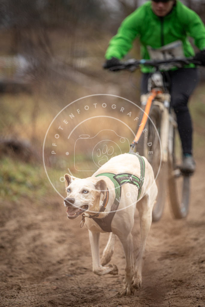 DV3A8980 | Hundefotografie, Tierfotograf, Pfotenfotografie, Fotoshooting Hund, Hunde Portrait, Hundesport, Hundeportraits, Heideshooting, Hunde, Sportfotograf, Hundefotograf, Turnierhundsport, THS,  - Realisiert mit Pictrs.com