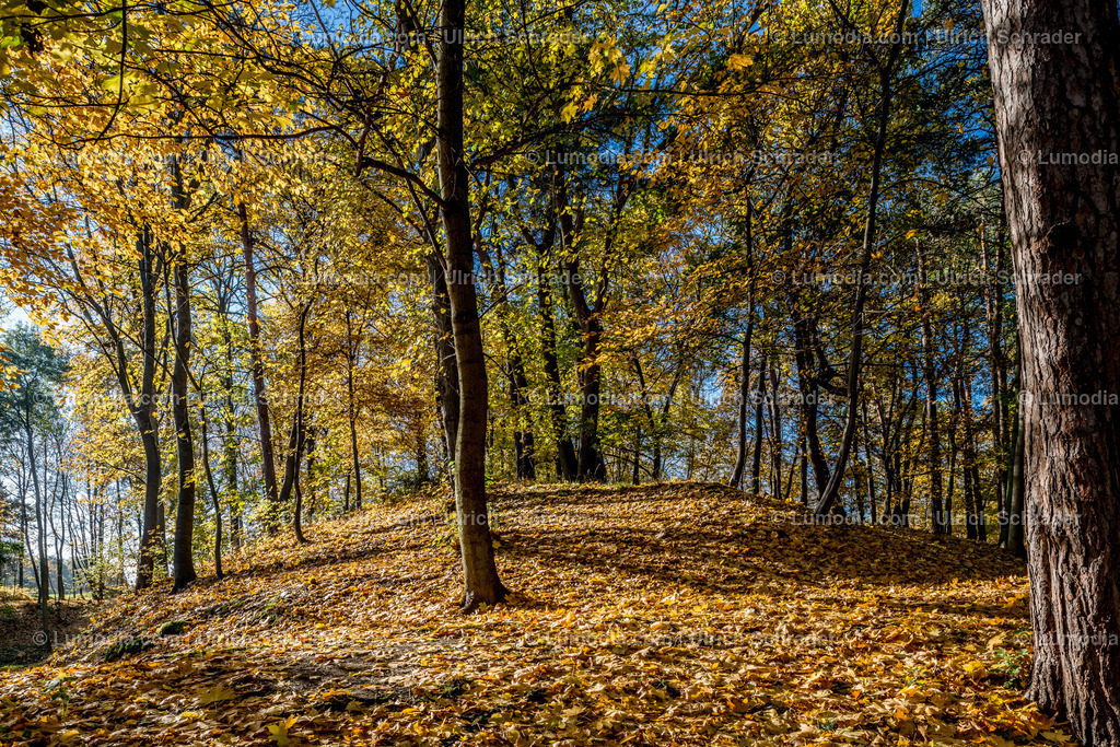10049-4643 - Landschaftspark Spiegelsberge | Stockfoto und Bilderpool mit Bildmaterial aus Deutschland, dem Harz, Halberstadt, Quedlinburg, Wernigerode und weltweit. Qualitativ hochwertige und professionelle Fotos anschauen und kaufen. - Realisiert mit Pictrs.com