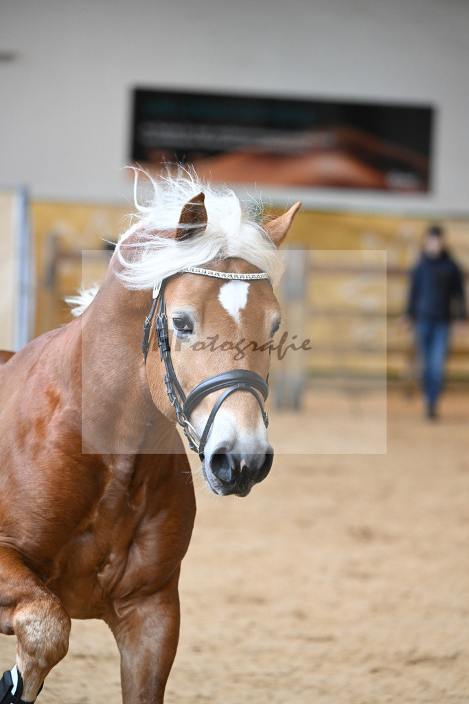 Kat-Nr. 16 v. Sturmdrang_HLG Schwaiganger_2230235 | hf-fotografie - Realisiert mit Pictrs.com