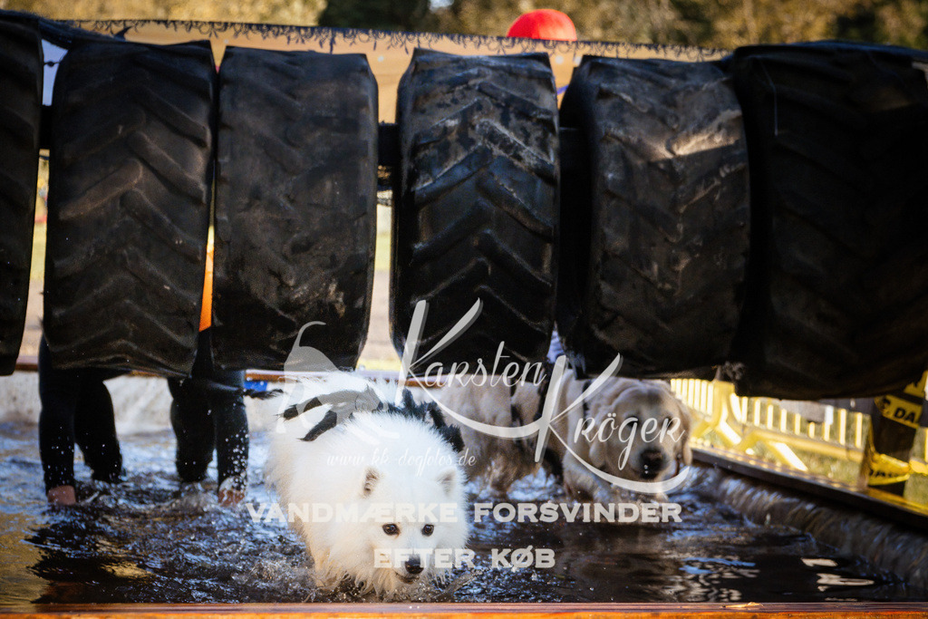 0928_ZZ91102 | kk-dogfotos