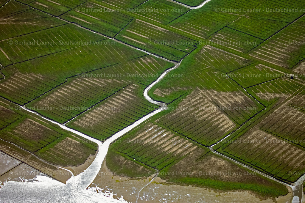 3090706 | Hallig Oland, Nationalpark Schleswig-Holsteinisches Wattenmeer