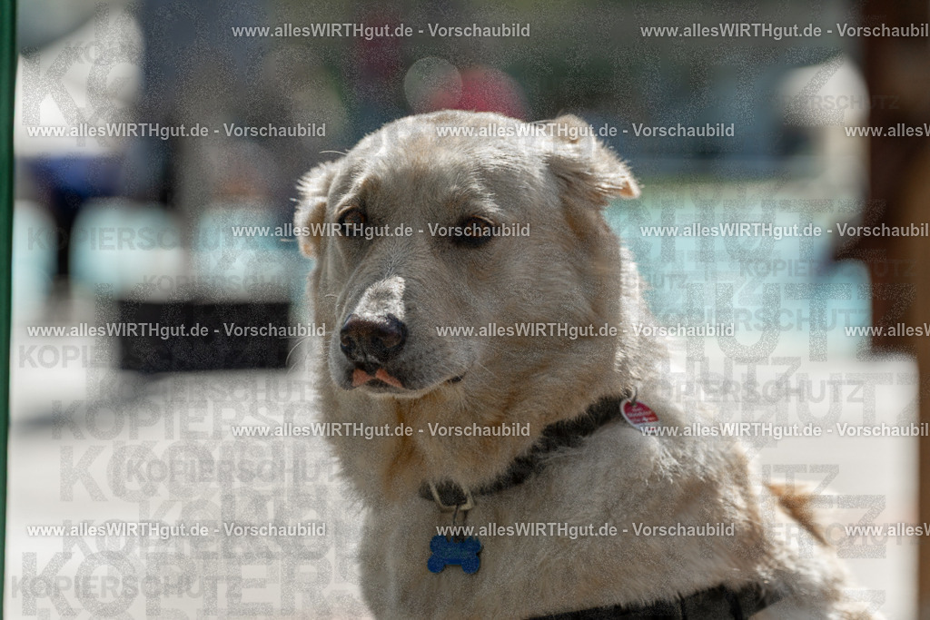 Hundeschwimmen_Volksbad_2026-allesWIRTHgut_Tierfotografie-2609061335-7R500838 | Professionelle Tierfotografie in Mönchengladbach von Daniel Wirth (allesWIRTHgut). Liebevolle & natürliche Bilder von Hunden & Katzen für unvergessliche Erinnerungen.