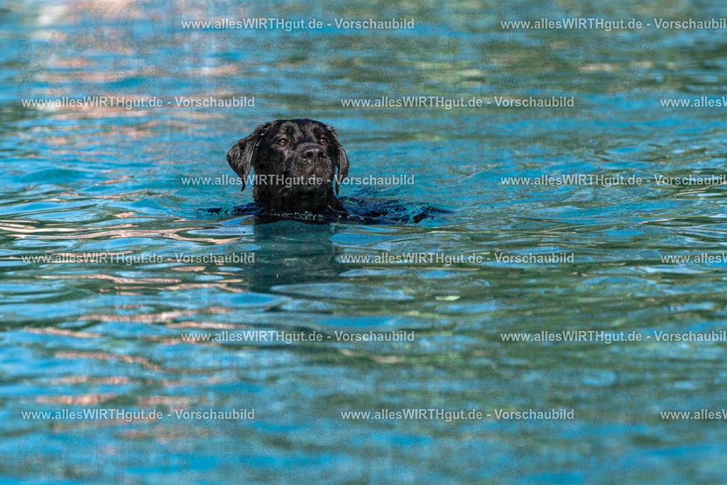 Hundeschwimmen_Volksbad_2026-allesWIRTHgut_Tierfotografie-2609061111-FAY06169 | Professionelle Tierfotografie in Mönchengladbach von Daniel Wirth (allesWIRTHgut). Liebevolle & natürliche Bilder von Hunden & Katzen für unvergessliche Erinnerungen.