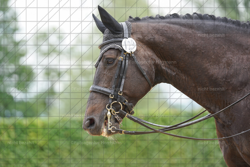 20240630-FAH02163 | Turnierbilder Schwabmünchen, Dressurbilder, Springreitturnier, Reitsportbilder, Turnierfotografen Bayern, Turnierfotograf