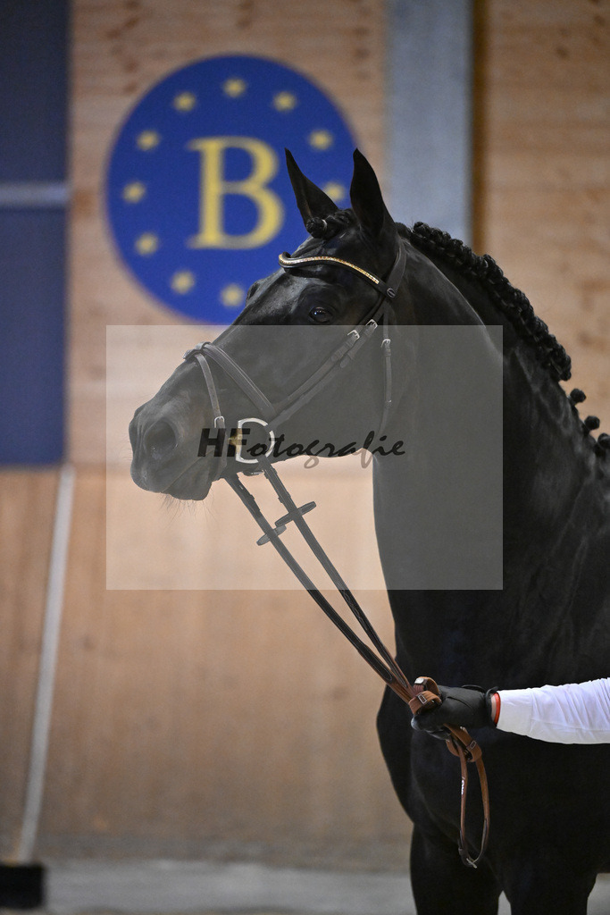 Adzarro de L Abbaye B_14261480 | hf-fotografie - Realisiert mit Pictrs.com
