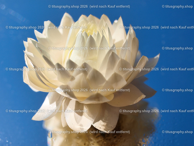 titusgraphy_P6167074-vz-ln | titusgraphy-shop: Geschenkideen mit Qualitätsfotos. titusgraphy-shop: gift ideas with quality photos. titusgraphy-shop: idées cadeaux avec photos de qualité.  - Realisiert mit Pictrs.com
