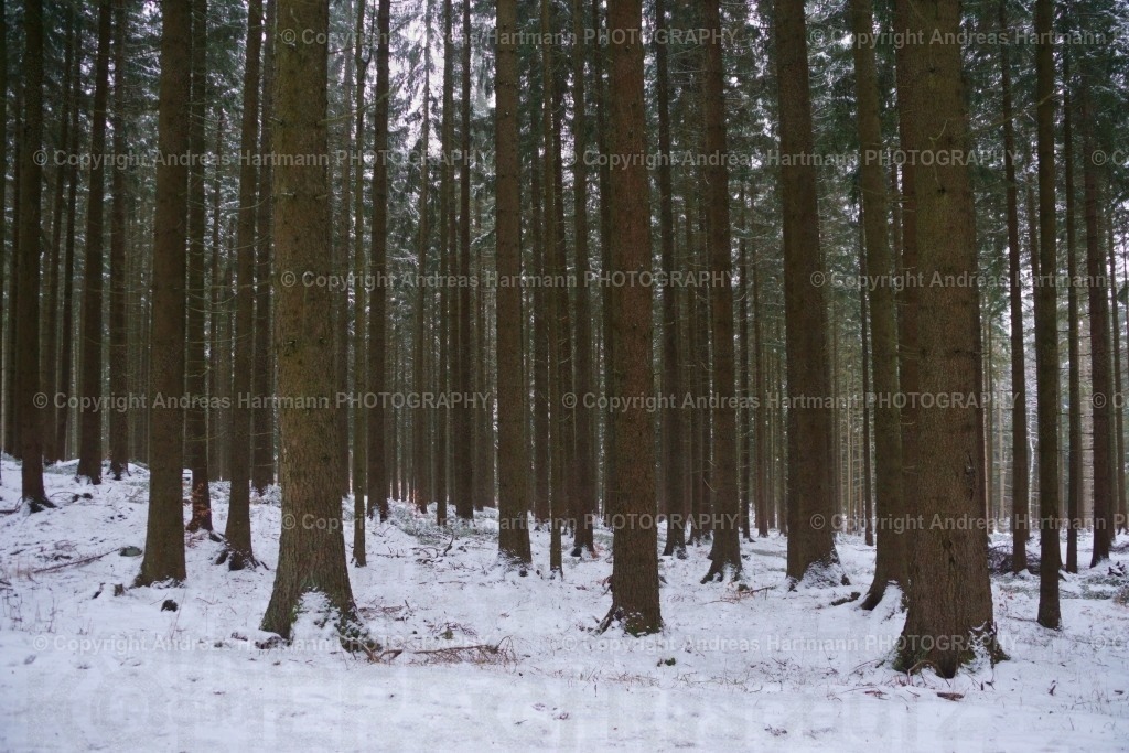 Fichtenwald | Fichtenwald - Realisiert mit Pictrs.com