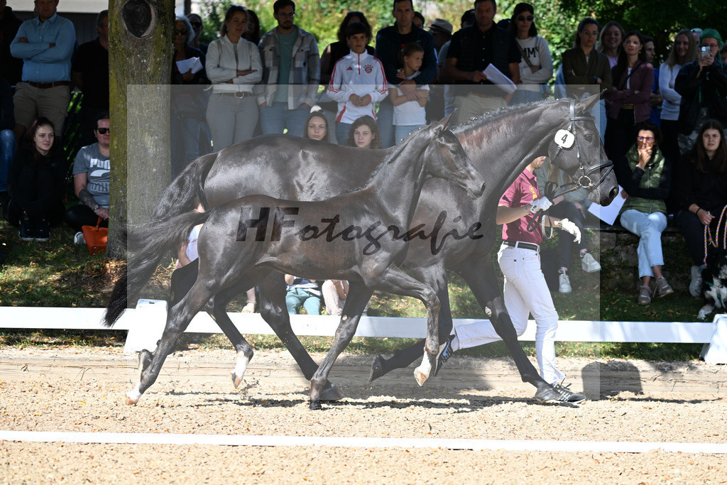 Kat-Nr. 4 Feliciano x Destano_HF_Paintner_29250168 | hf-fotografie - Realizzato con Pictrs.com