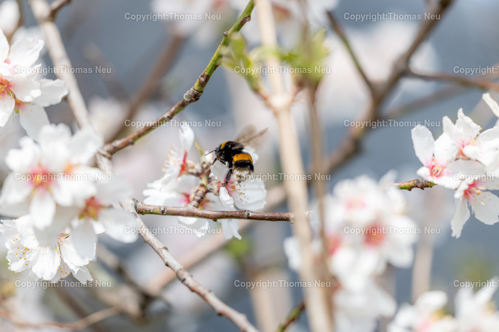 Hummel-Mandelbluete-Bergstrasse-Weinberge-Fruehling-hessische-bergstrasse-Bensheim-Heppenheim-Fotografie-Thomas_neu-1399 | Die Mandelblüte an der Hessischen Bergstraße gehört zu den schönsten Frühlingsmomenten der Region. Ein blühender Mandelbaum steht oberhalb der Weinberge zwischen Bensheim und Heppenheim und bietet einen weiten Blick über die Rebenlandschaft.  Die Kombination aus blühenden Mandelbäumen, Weinbergen und der sanften Landschaft der Bergstraße macht diese Szene zu einem typischen Motiv des Frühlings in Südhessen.,Bild: Thomas Neu