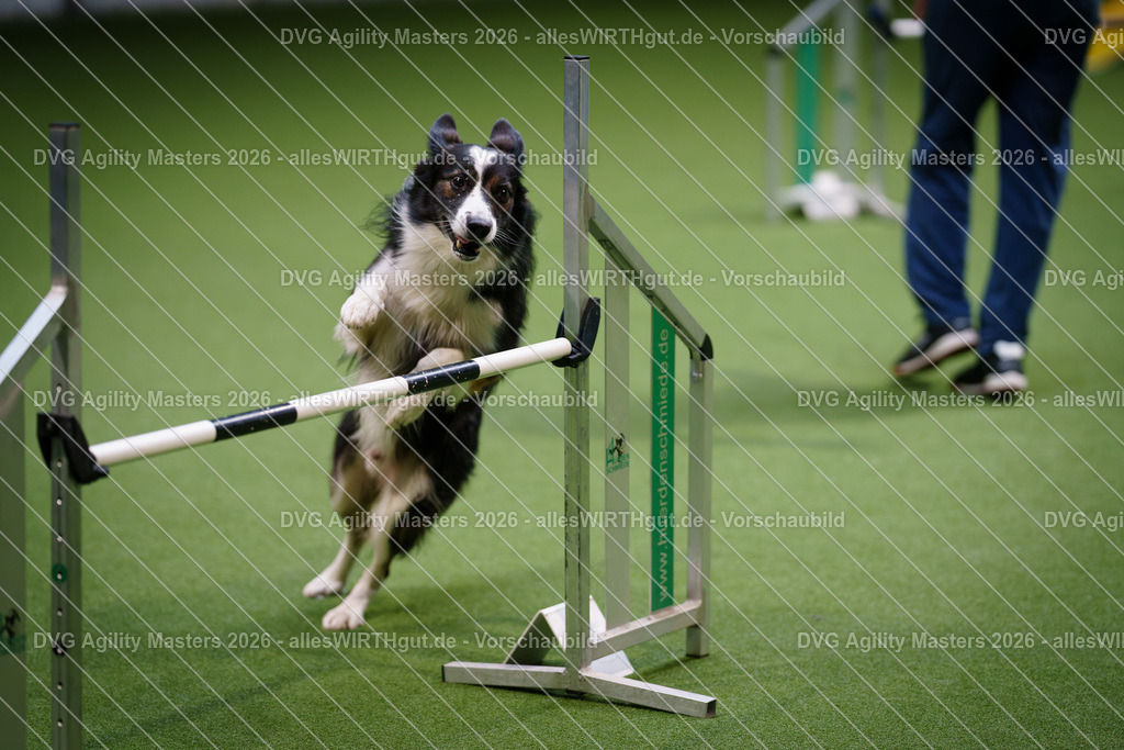 allesWIRTHgut_Tierfotografie-DVG_Agility_Masters_2026-15_07-7R502062 | Professionelle Tierfotografie in Mönchengladbach von Daniel Wirth (allesWIRTHgut). Liebevolle & natürliche Bilder von Hunden & Katzen für unvergessliche Erinnerungen.