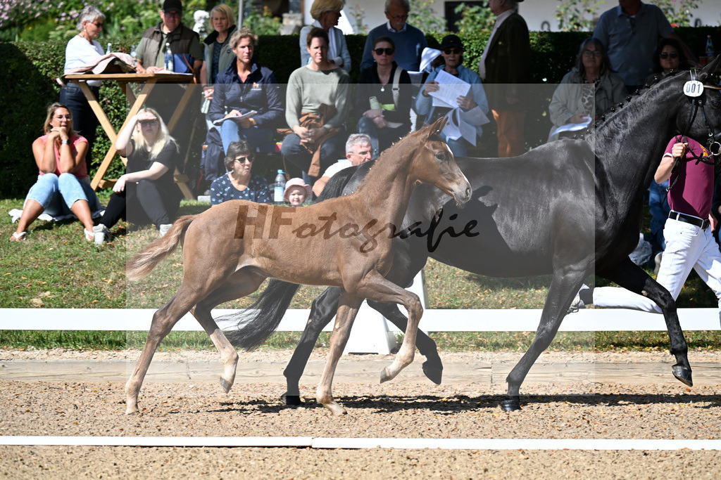 Kat-Nr. 1 Viva Gold x San Remo_HF_Reulein_29250033 | hf-fotografie - Realisiert mit Pictrs.com