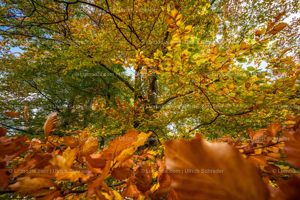 10049-12587 - Schloßpark Ilsenburg im Harz | Stockfoto und Bilderpool mit Bildmaterial aus Deutschland, dem Harz, Halberstadt, Quedlinburg, Wernigerode und weltweit. Qualitativ hochwertige und professionelle Fotos anschauen und kaufen. - Realisiert mit Pictrs.com
