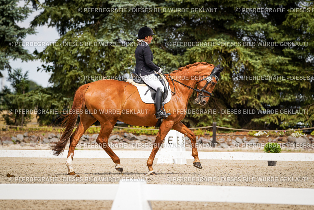 DSC03880 | Pferdegrafie