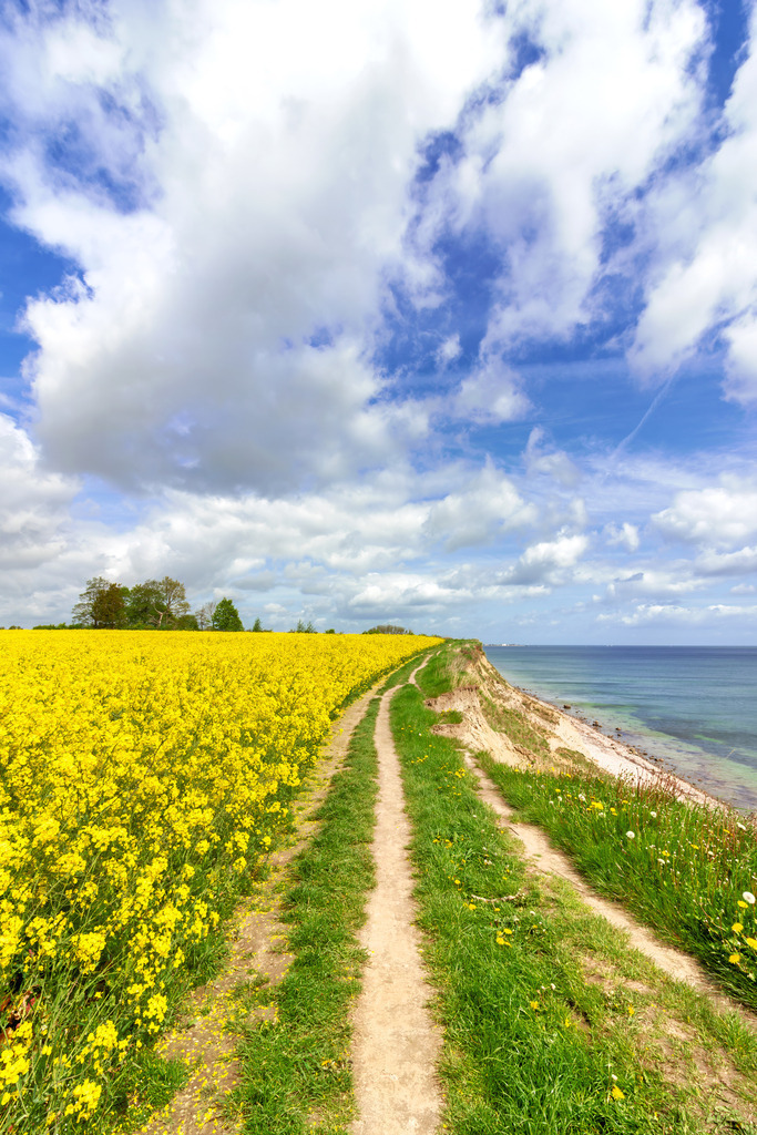 Wandbild: Rapsblüte an der Steilküste in Schönhagen | Weite, Ruhe und natürliche Farben – dieses Wandbild fängt die entspannte Atmosphäre der Schönhagener Steilküste perfekt ein. Der Wanderweg am leuchtenden Rapsfeld führt sanft entlang des Meeres, während der offene Himmel mit seinen hellen Wolken eine beruhigende Stimmung erzeugt. Ein ideales Motiv für medizinische Einrichtungen, das Gelassenheit und Harmonie vermittelt – perfekt für Wartezimmer, Behandlungsräume oder Empfangsbereiche. - Realisiert mit Pictrs.com