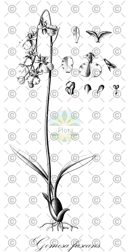 HistAbb_4PVD_1_ENZY_Simple | Historische Abbildung von Gomesa fuscans - Orchidaceae | Historical Illustration of Gomesa fuscans - Orchidaceae