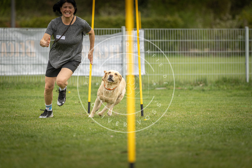 Pfotenfotografie_DV3A9606 | Hundefotografie, Tierfotograf, Pfotenfotografie, Fotoshooting Hund, Hunde Portrait, Hundesport, Hundeportraits, Heideshooting, Hunde, Sportfotograf, Hundefotograf, Turnierhundsport, THS,  - Realisiert mit Pictrs.com