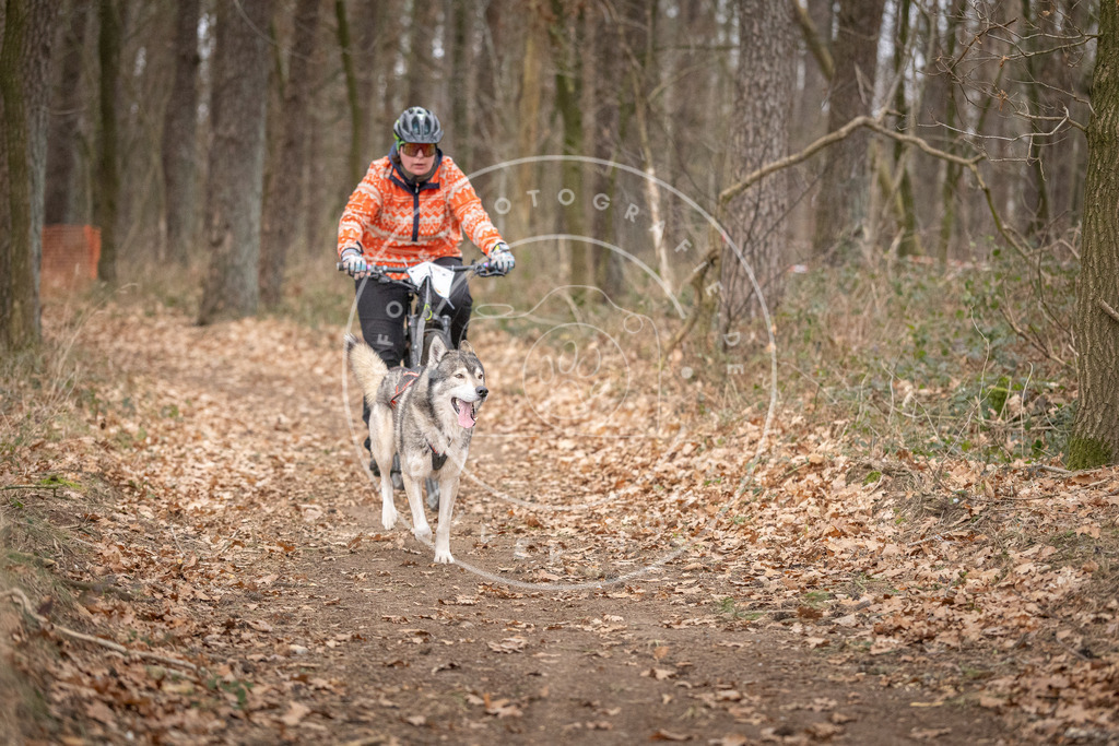 Pfotenfotografie_DV3A6429 | Hundefotografie, Tierfotograf, Pfotenfotografie, Fotoshooting Hund, Hunde Portrait, Hundesport, Hundeportraits, Heideshooting, Hunde, Sportfotograf, Hundefotograf, Turnierhundsport, THS,  - Realisiert mit Pictrs.com
