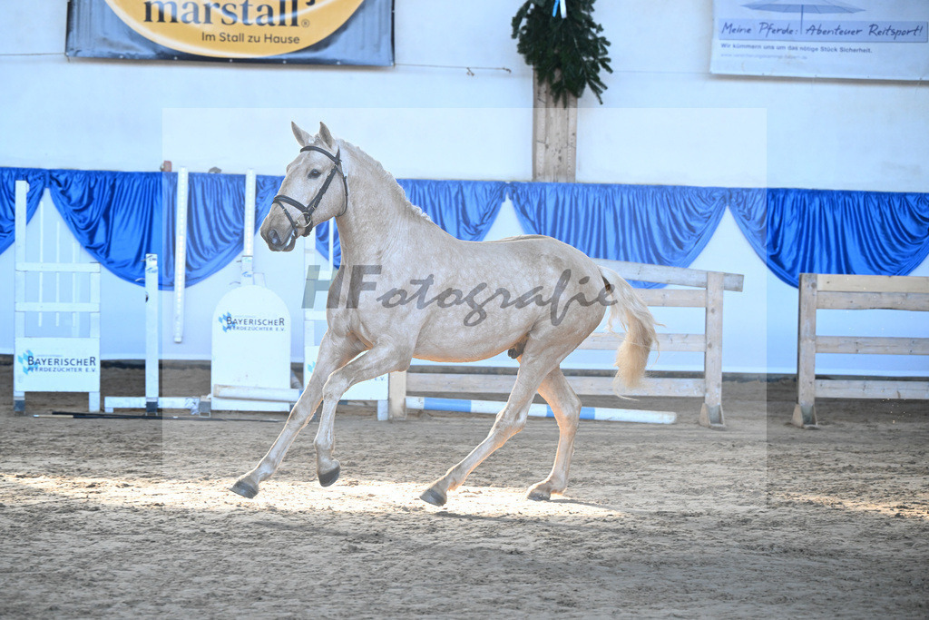 Kat-Nr. 3 Teneree Terrapaz v. Miura de Cais_Landfried_9260078 | hf-fotografie - Realisiert mit Pictrs.com