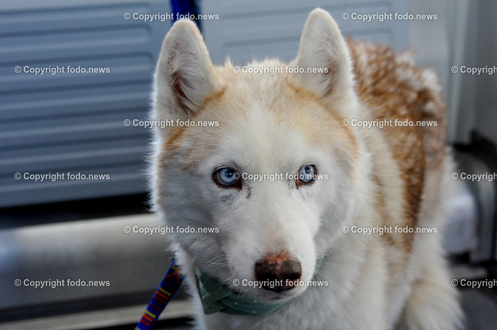 Linz_ Haustiere_ 15.04.2025-2 | 15.04.2025, LINZ, AUT, Themenbild, im Bild Hund, Hunde, Mischling, Hunderasse, Transport, Leine, Leinenpflicht