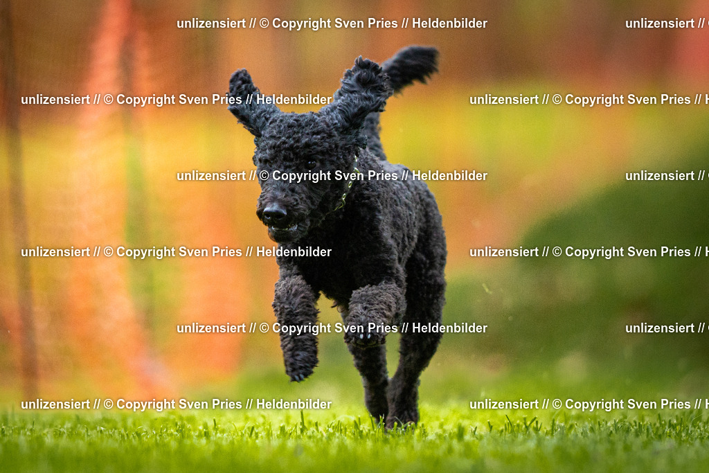 Sven Pries | 2025-09-21 - Hunderennen Baden-Oos - Realisiert mit Pictrs.com