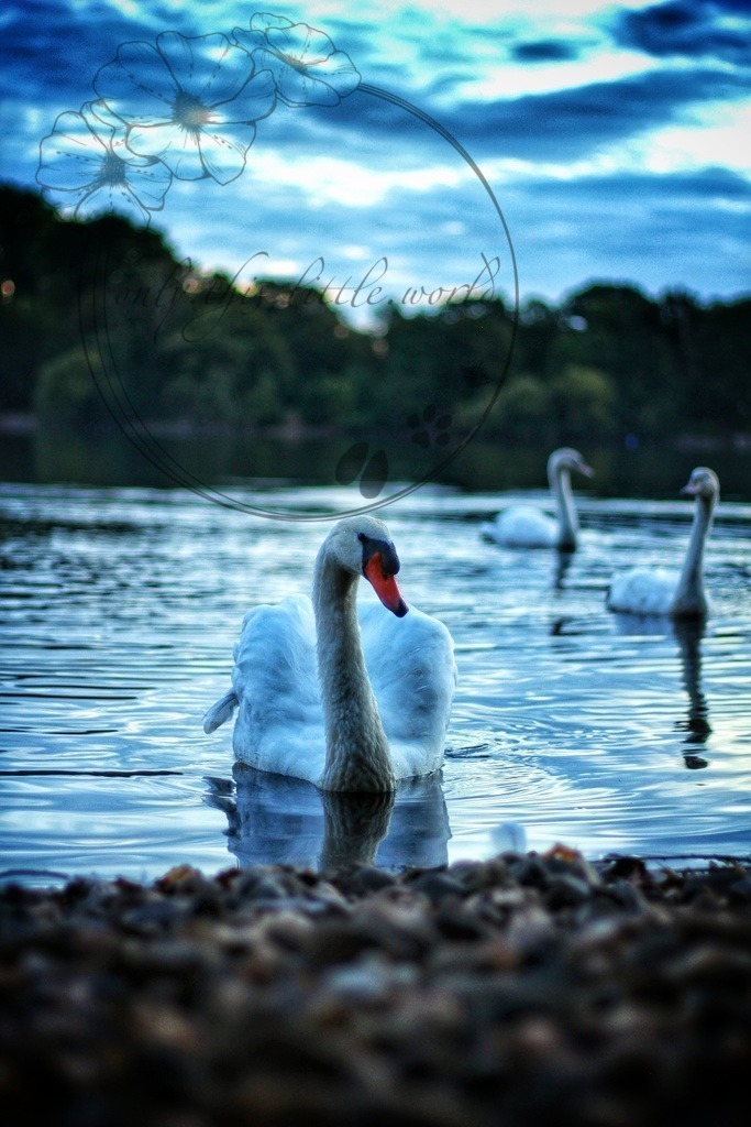 Höckerschwan 005 | only.this.little.world - Realisiert mit Pictrs.com