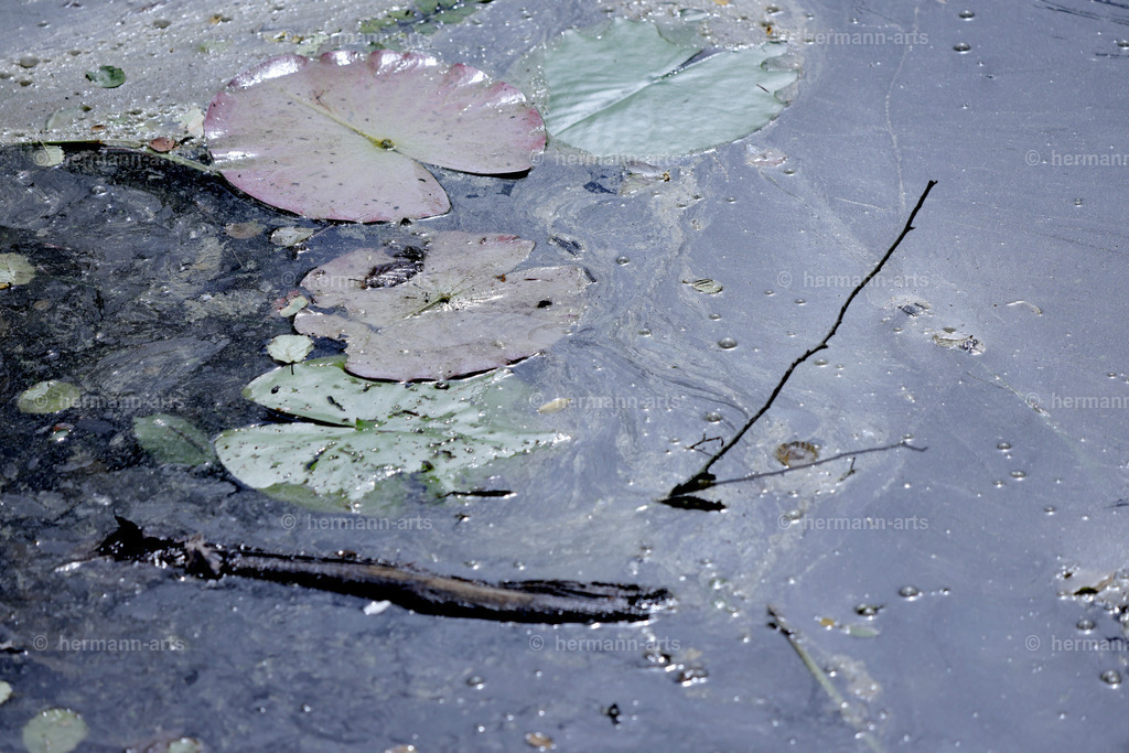 Bagno_09_07_24_DPP-75 | Photo Foto Kunst Art schwarzweiss Bilder Rheine Münster Berlin Blumen 