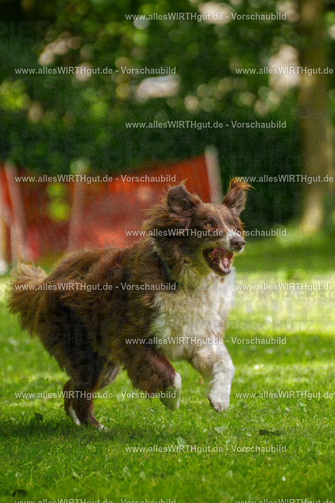 @allesWIRTHgut_Tierfotografie - www.allesWIRTHgut.de - 101053-7R508135 | Professionelle Tierfotografie in Mönchengladbach von Daniel Wirth (allesWIRTHgut). Liebevolle & natürliche Bilder von Hunden & Katzen für unvergessliche Erinnerungen.