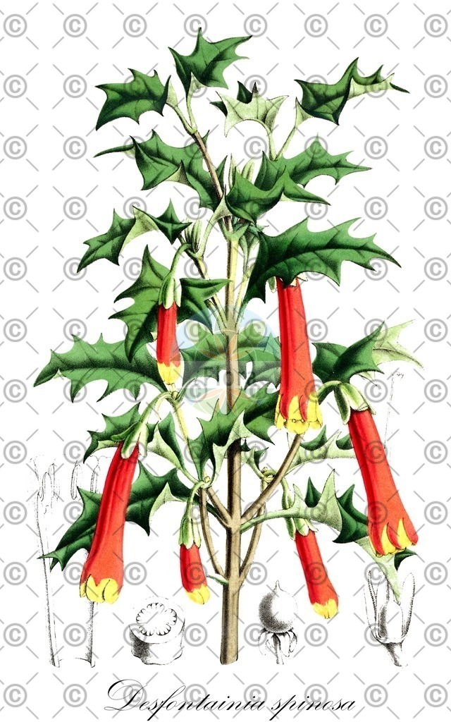 HistAbb_wfo-0000175857_1_ENZY_Simple | Historische Abbildung von Desfontainia spinosa - Columelliaceae | Historical Illustration of Desfontainia spinosa - Columelliaceae