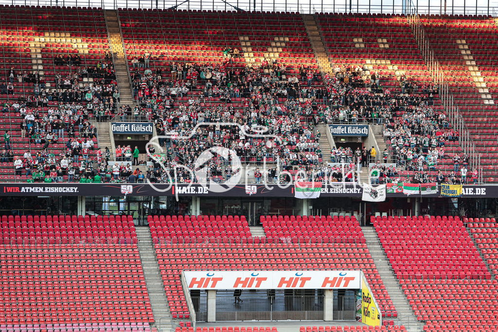 Kölner Haie - Augsburger Panther | Die Fans der Augsburger Panther in Koeln