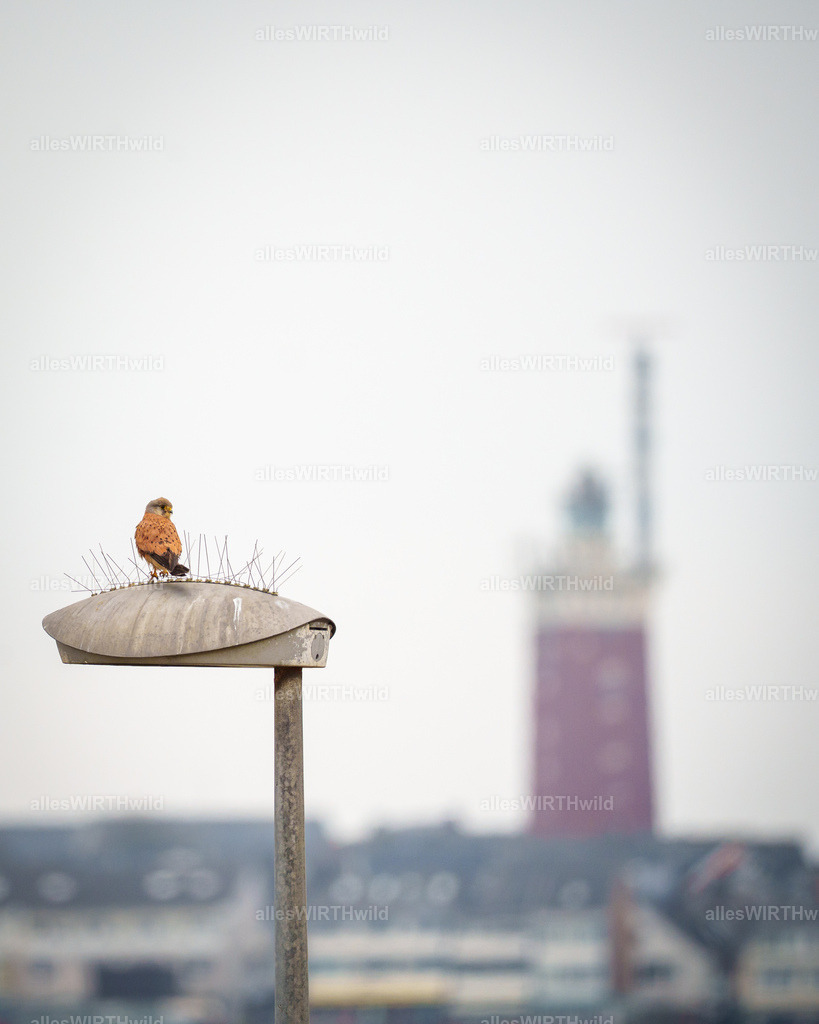 allesWIRTHwild.de - 7IV01954 | Entdecke die faszinierende Welt der Natur- und Wildlife-Fotografie von Daniel und Bärbel. Inspirierende Bilder von wilden Tieren und kleinen Naturwundern.