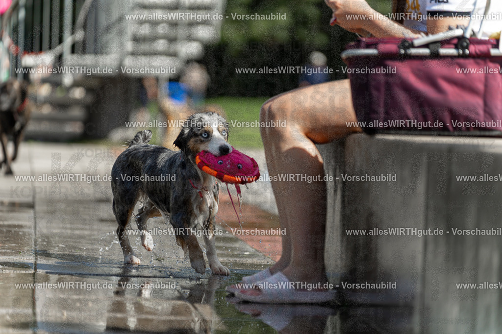 Hundeschwimmen_Volksbad_2026-allesWIRTHgut_Tierfotografie-2609061212-112257-7R500295 | Professionelle Tierfotografie in Mönchengladbach von Daniel Wirth (allesWIRTHgut). Liebevolle & natürliche Bilder von Hunden & Katzen für unvergessliche Erinnerungen.