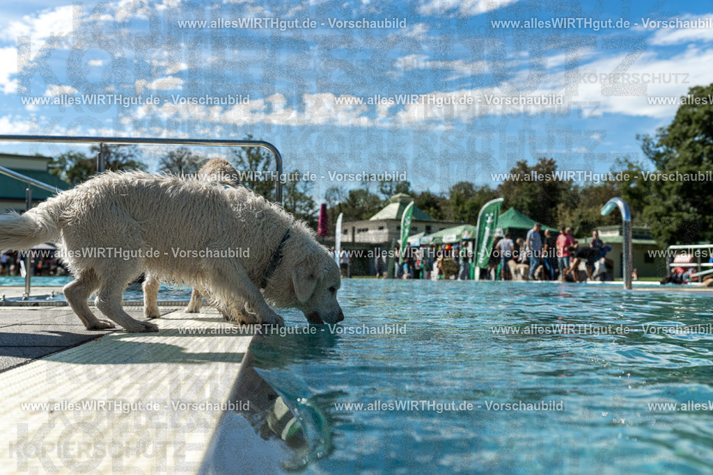 Hundeschwimmen_Volksbad_2026-allesWIRTHgut_Tierfotografie-2609061303-121347-7R500441 | Professionelle Tierfotografie in Mönchengladbach von Daniel Wirth (allesWIRTHgut). Liebevolle & natürliche Bilder von Hunden & Katzen für unvergessliche Erinnerungen.