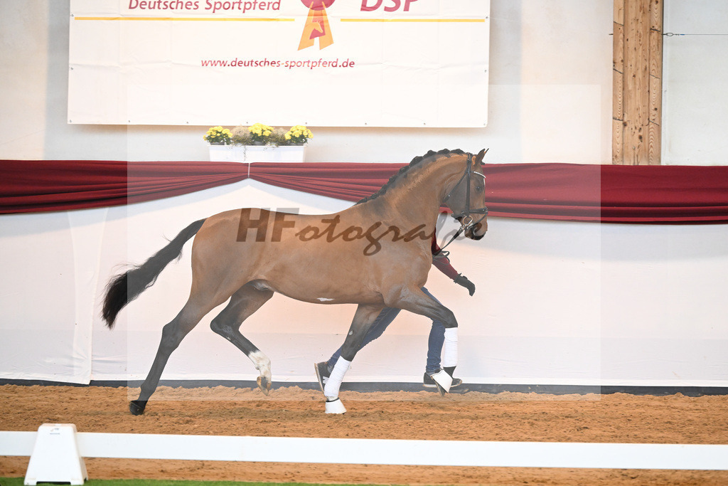 Kat-Nr. 23 v. Don Schufro_Raumanns_66220542 | hf-fotografie - Realizzato con Pictrs.com