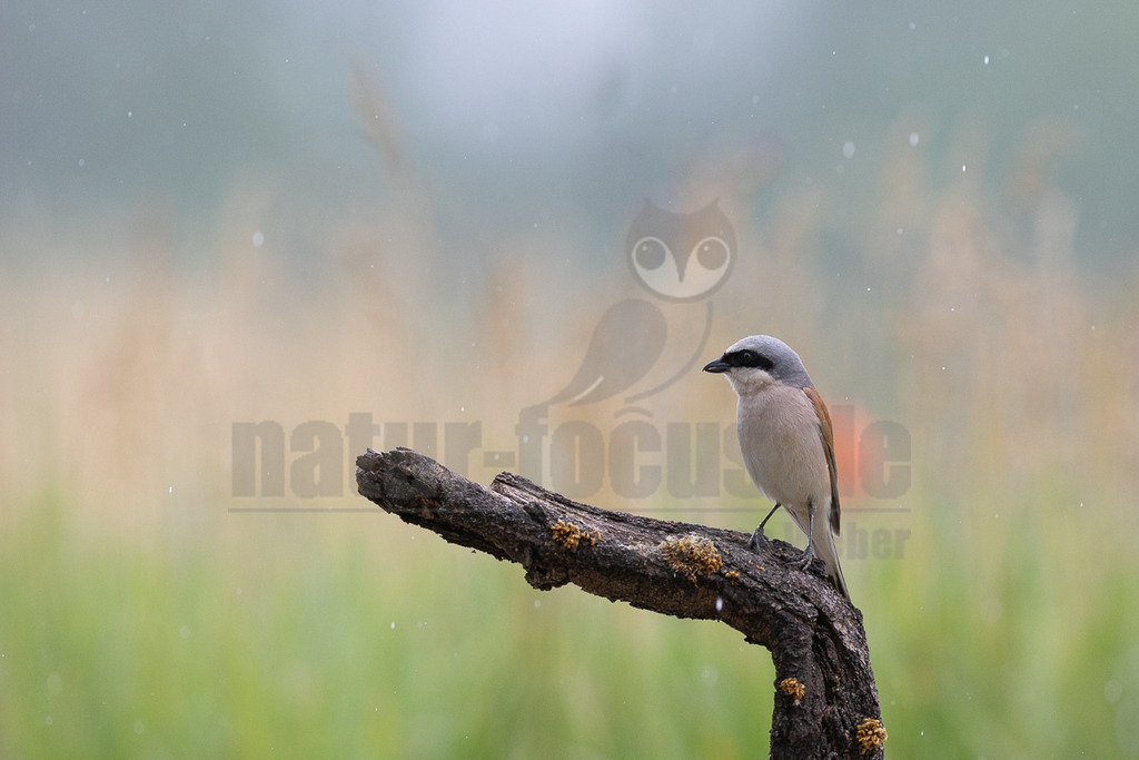 R6NF5246_20240530 | Obwohl der Neuntöter kaum größer ist als ein Spatz, gehören große Libellen, kleine Mäuse und Jungvögel zu seinen Beutetieren. Von einem Aussichtspunkt aus beobachtet er den Boden im nahen Umkreis. Wenn er eine Maus entdeckt hat, stürzt er sich auf sie und tötet sie mit seinem spitzen Schnabel, ähnlich wie ein großer Raubvogel. Insekten fängt der Neuntöter im Flug.  - Realisiert mit Pictrs.com