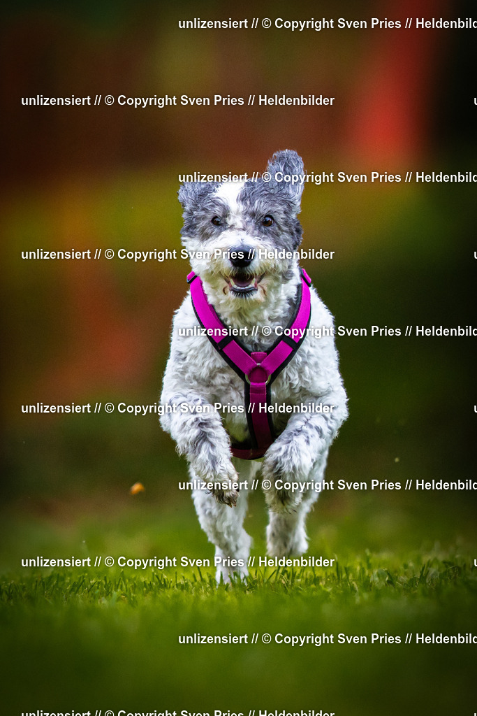 Sven Pries | 2025-09-21 - Hunderennen Baden-Oos - Realisiert mit Pictrs.com