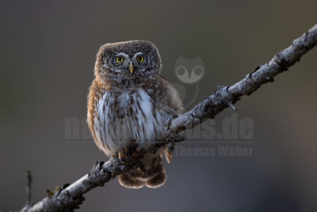 R5M24015_20260310 | Ein Sperlingskauz (Glaucidium passerinum) sitzt auf einem horizontalen, kahlen Ast und blickt direkt in die Kamera. Der Kauz hat ein braun-weiß gesprenkeltes Gefieder und auffällige gelbe Augen. Der Hintergrund ist unscharf und in dunklen Grautönen gehalten, was den Vogel hervorhebt. Es ist keine Interaktion zu erkennen. - Realisiert mit Pictrs.com