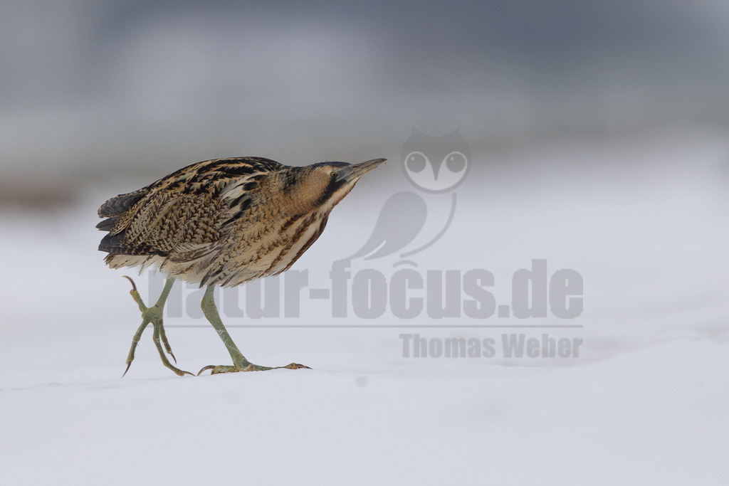 R5M25211_20260111 | Dieses Bild zeigt eine Rohrdommel (Botaurus stellaris) in einer verschneiten Landschaft in Eemnes, Niederlande. Der Vogel steht auf einer weiten, schneebedeckten Fläche, sein braun-schwarz gemustertes Gefieder bietet eine natürliche Tarnung in der winterlichen Umgebung. Mit erhobenem Kopf und langem Schnabel blickt die Rohrdommel aufmerksam nach oben, möglicherweise auf der Suche nach Beute oder um die Umgebung zu beobachten. Der Hintergrund ist unscharf und in sanften Grautönen gehalten, was auf einen bewölkten Himmel und die kalte Atmosphäre eines Januartages hindeutet. Die Szene fängt die Stille und Kargheit des Winters in den niederländischen Feuchtgebieten ein. - Realisiert mit Pictrs.com
