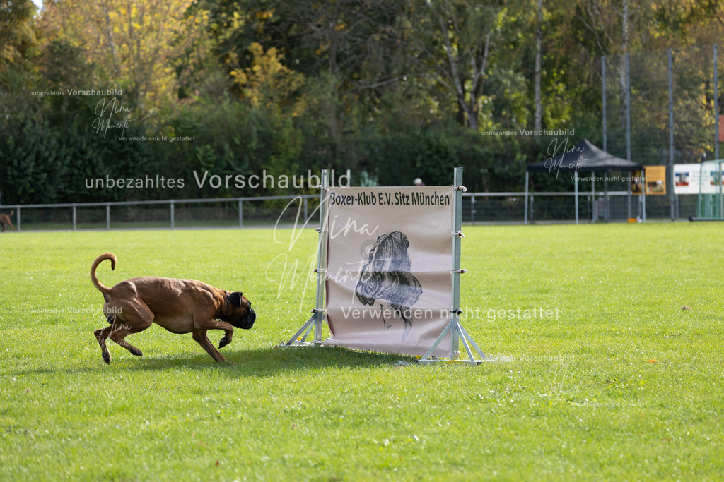_16A6601 | Einzigartige Fotos von Hunden & Menschen –Actionfotos, Portraits, Vereinsaufnahmen & Paarshootings – authentisch, lebendig & mit Herz.