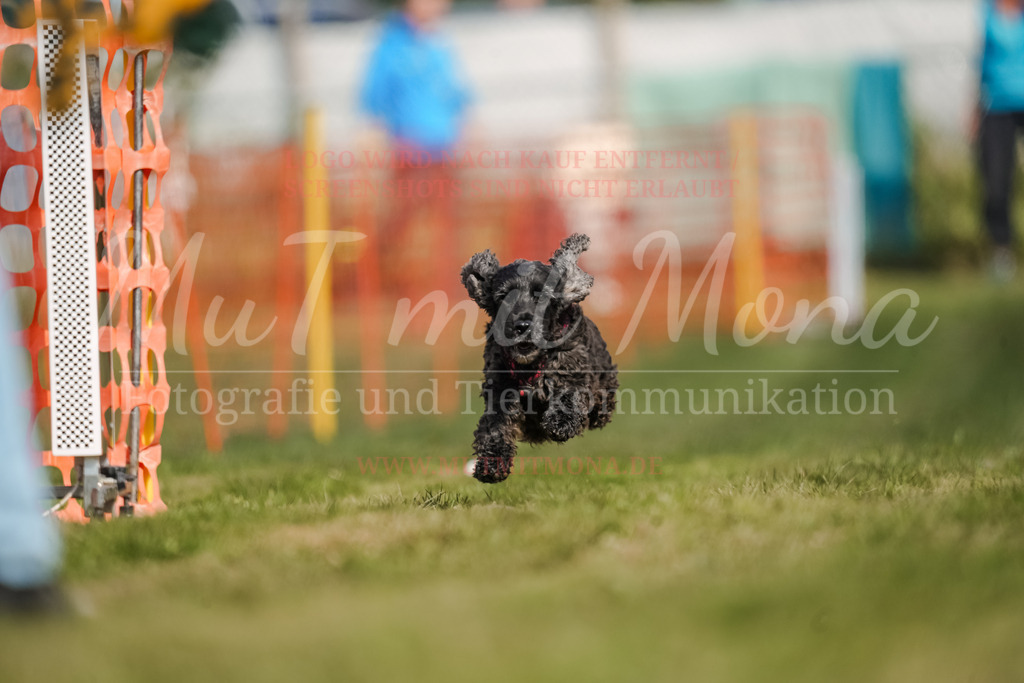 20250928_Hunderennen-429 | MuT (Mensch und Tier) mit Mona - Fotografie und Tierkommunikation - Realisiert mit Pictrs.com