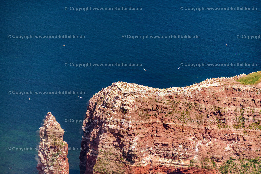 Helgoland_Lummenfelsen_ELS_1890250622 | HELGOLAND 25.06.2022 Felsen- Massiv und Gesteinsformation " Lummenfelsen " in Helgoland im Bundesland Schleswig-Holstein, Deutschland. // Rock massif and rock formation " Lummenfelsen " in Helgoland in the state Schleswig-Holstein, Germany. Foto: Martin Elsen