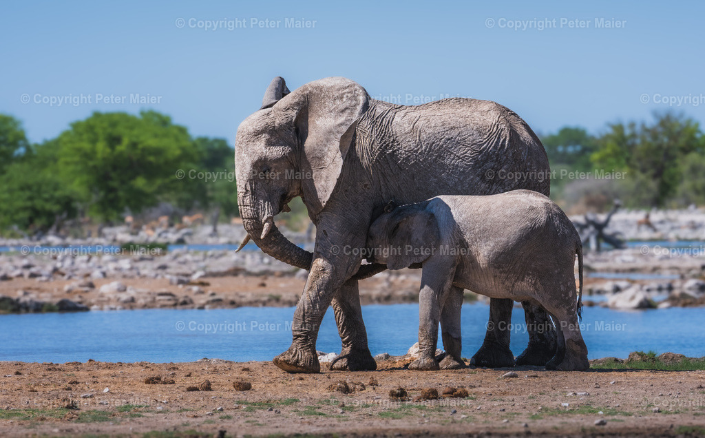 Etosha_Nationalpark_Namibia-644 | piet_flosse