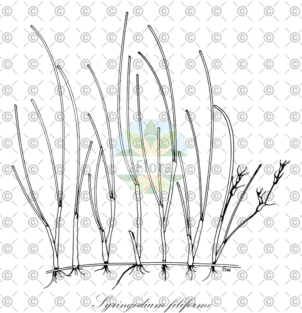 HistAbb_wfo-0000505105_1_ENZY_Simple | Historische Abbildung von Syringodium filiforme - Cymodoceaceae | Historical Illustration of Syringodium filiforme - Cymodoceaceae