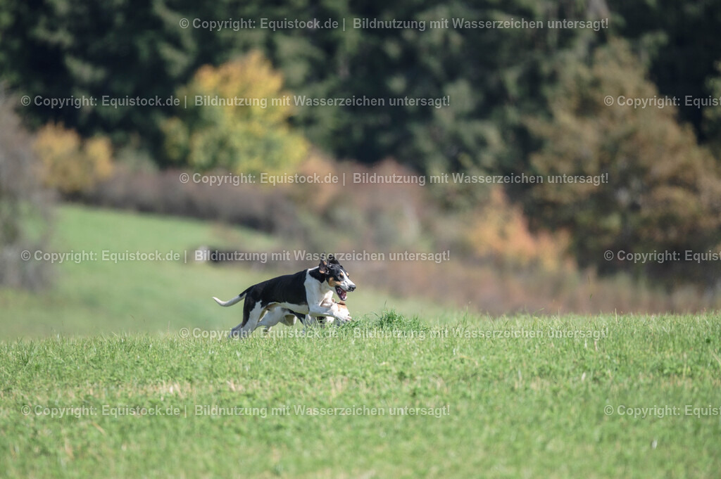 20251011_Jagd-Marbach_0376 | Foto: Thomas Hartig