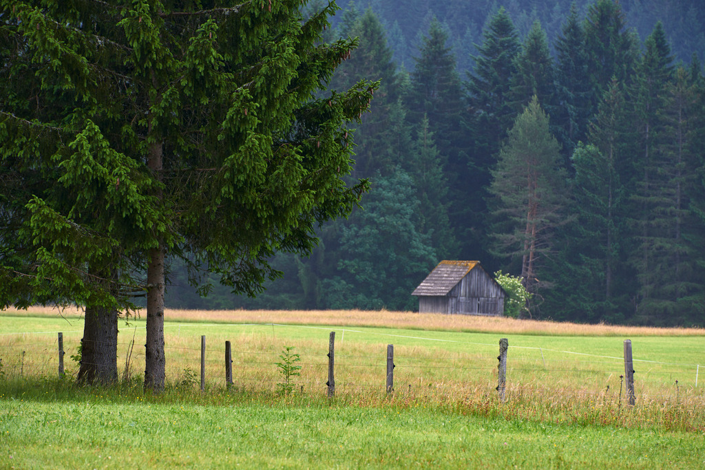 Landschaft mit Nadelbaum und Holzstadel | Tauplitz, Austria - June 24, 2017: Landschaft mit Nadelbaum und Holzstadel. - Realisiert mit Pictrs.com