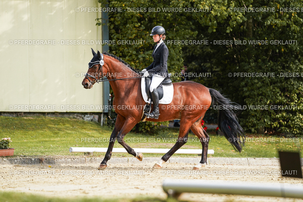 DSC04261 | Pferdegrafie