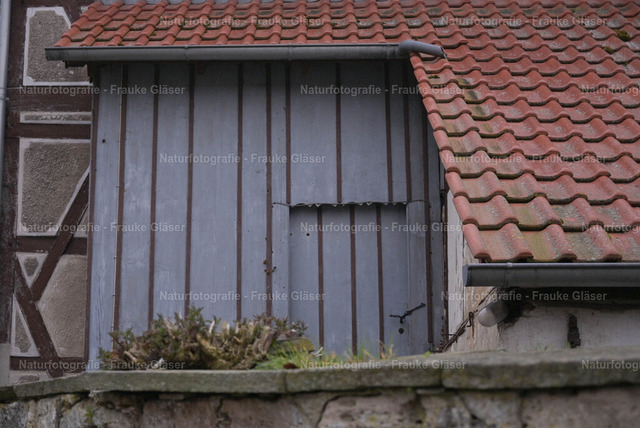 86_Bornum_21. März 2026DSC_6227 | Naturfotografie Frauke Gläser - Realisiert mit Pictrs.com