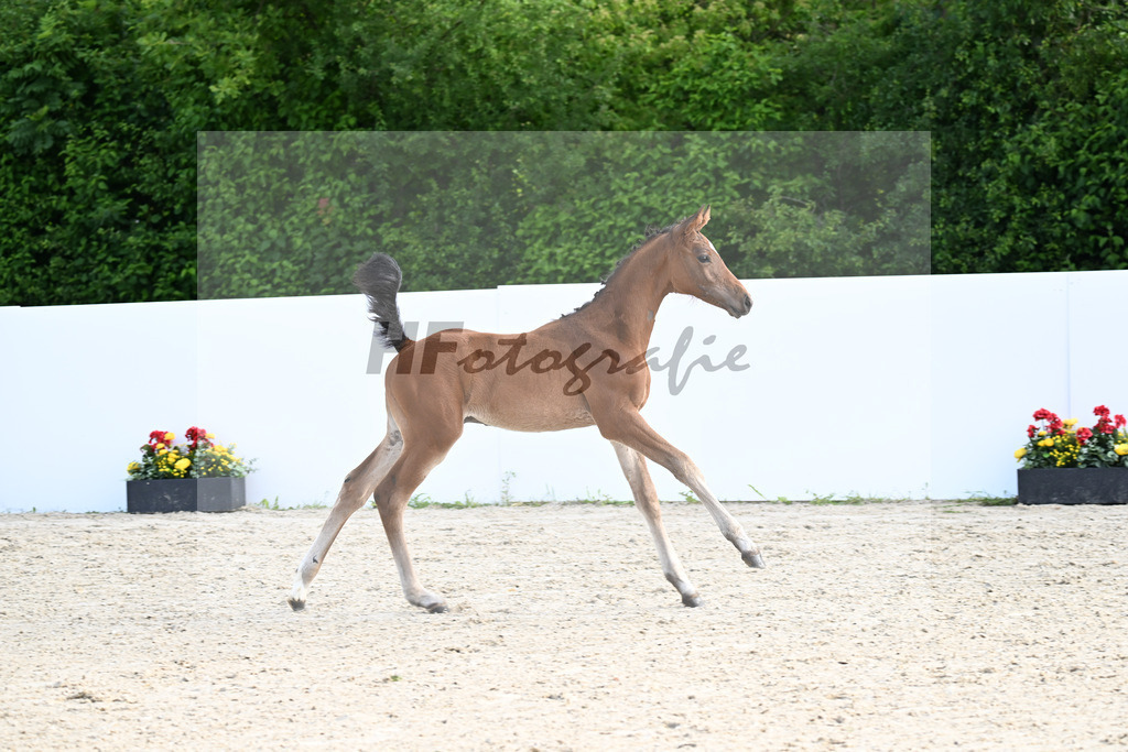 Eldorado v d Zeshoek x Coupie_HF_Reuter_13250130 | hf-fotografie - Realizzato con Pictrs.com